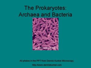 The Prokaryotes Archaea and Bacteria All photos in