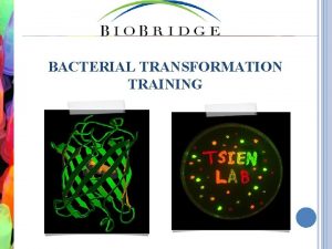 BACTERIAL TRANSFORMATION TRAINING AN ELEGANT WAY TO STUDY