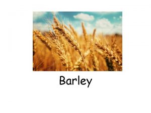 Barley Poaceae family Seed head contains awns i