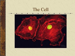 The Cell Cell Theory The Cell is the