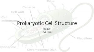 Prokaryotic Cell Structure Biology Fall 2016 Prokaryotic Cell