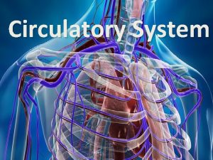 Circulatory System Circulatory System The bodies transport system