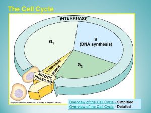 The Cell Cycle Overview of the Cell Cycle