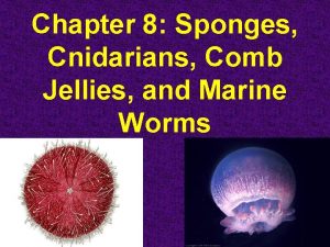 Chapter 8 Sponges Cnidarians Comb Jellies and Marine