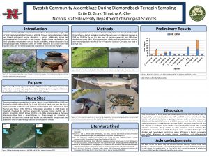 Bycatch Community Assemblage During Diamondback Terrapin Sampling Katie