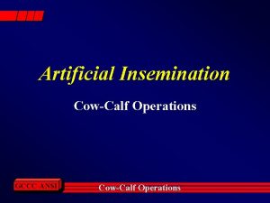 Artificial Insemination CowCalf Operations GCCCANSI CowCalf Operations Introduction