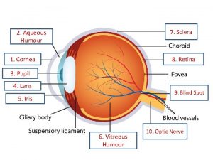 7 Sclera 2 Aqueous Humour 1 Cornea 8