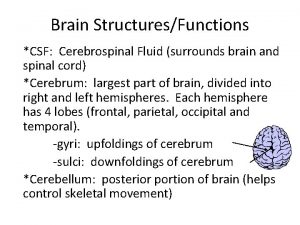 Brain StructuresFunctions CSF Cerebrospinal Fluid surrounds brain and