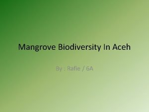 Mangrove Biodiversity In Aceh By Rafie 6 A
