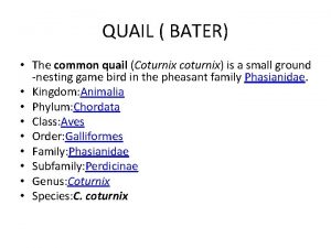 QUAIL BATER The common quail Coturnix coturnix is