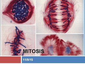 MITOSIS 11915 Mitosis In eukaryotic cells both the