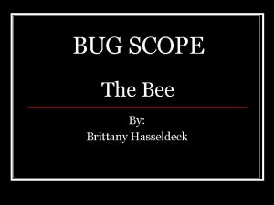 BUG SCOPE The Bee By Brittany Hasseldeck BEE