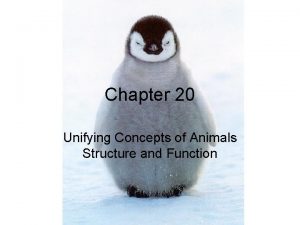 Chapter 20 Unifying Concepts of Animals Structure and