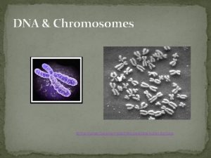 DNA Chromosomes The Human Genome Project Biocomputing Admin