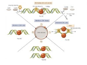 Controllo della replicazione Ciclo cellulare motore e freni