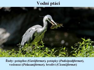 Vodn ptci dy potplice Gaviiformes potpky Podicipediformes veslonoz