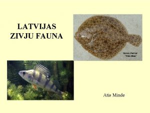 LATVIJAS ZIVJU FAUNA Atis Minde ZIVJU DALJUMS EKOLOISKS