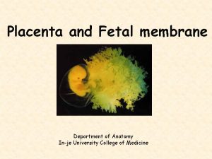 Placenta and Fetal membrane Department of Anatomy Inje