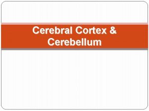 Cerebral Cortex Cerebellum The cerebrum n The largest