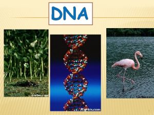 DNA 1 WHY DO WE STUDY DNA DNA