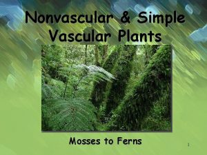 Nonvascular Simple Vascular Plants Mosses to Ferns 1