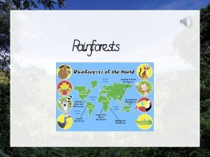 Rainforests Rainforests Which is the Largest Rainforest in