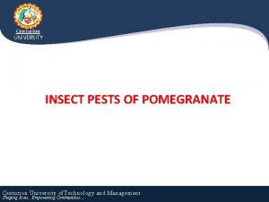 Centurion UNIVERSITY INSECT PESTS OF POMEGRANATE Centurion University