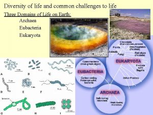 Diversity of life and common challenges to life