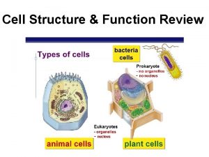 Cell Structure Function Review no nucleus nucleus Question