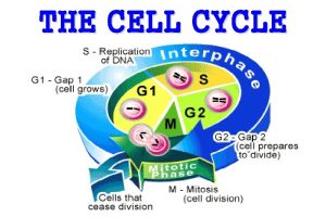 THE CELL CYCLE THE CELL CYCLE The events
