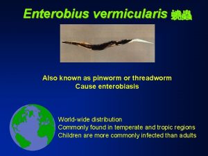 Enterobius vermicularis Also known as pinworm or threadworm