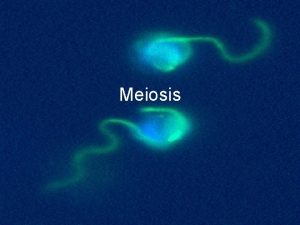 Meiosis Purpose of Meiosis To make gametes for