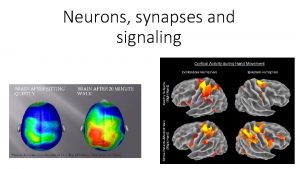 Neurons synapses and signaling Interesting facts about your