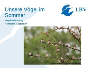 Unsere Vgel im Sommer Vogelbestimmung Heimische Vogelarten Foto