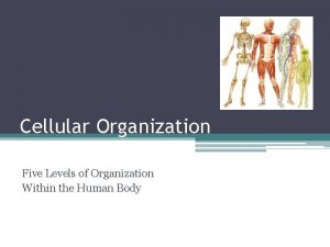 Cellular Organization Five Levels of Organization Within the