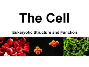The Cell Eukaryotic Structure and Function Eukaryotic true