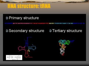 RNA structure t RNA Primary structure GCGGAUUUAGCUCAGUUGGGAGAGCGCCAGACUGAAUAUCUGGAGGUCCUGUGUUCGAUCCCACAGAAUUCGCACCA Secondary