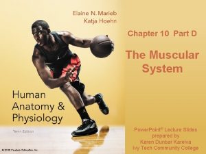 Chapter 10 Part D The Muscular System Annie