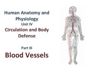 Human Anatomy and Physiology Unit IV Circulation and