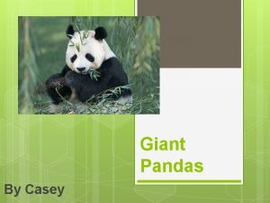 Giant Pandas By Casey Giant pandas are mammals