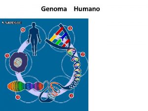 Genoma Humano Genoma Humano Introduccin Todas las instrucciones