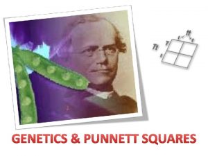 GENETICS PUNNETT SQUARES Gregor Mendel an Austrian monk