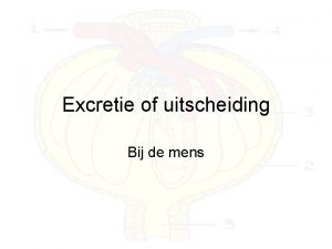 Excretie of uitscheiding Bij de mens Excretie Excretie