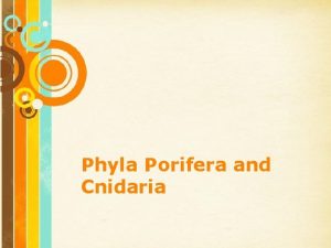 Phyla Porifera and Cnidaria Free Powerpoint Templates Page