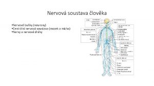 Nervov soustava lovka Nervov buky neurony Centrln nervov