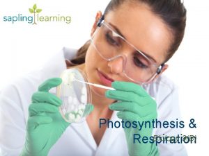 Photosynthesis Biology 9B Respiration Photosynthesis Respiration Learning Objectives