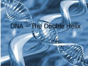DNA The Double Helix n Recall the nucleus