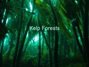 Kelp Forests What The kelp forest is a