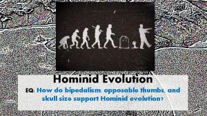 Hominid Evolution EQ How do bipedalism opposable thumbs