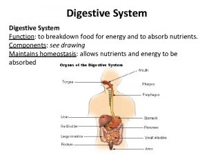 Digestive System Function to breakdown food for energy